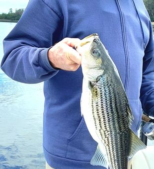 Energetic Striped Bass catch on the water