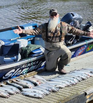 Salmon frenzy on Kenai