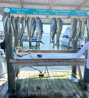 Outstanding Bluefin Tuna, Blackfin Tuna, and Mahi Mahi from Pensacola Beach!