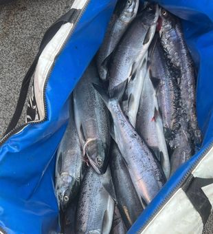 Trophy Fish from Columbia River