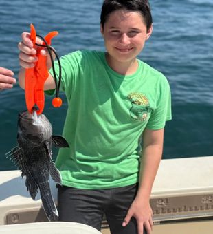 Black sea bass caught in Rehoboth Beach DE!