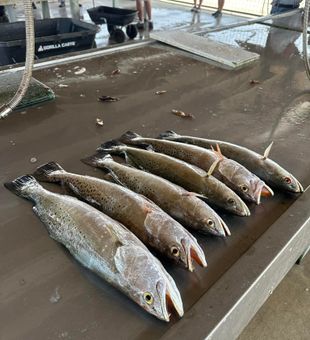 Trout action in the Texas shallows