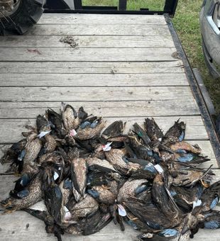 Kill Streak for Today! -El Campo, TX.