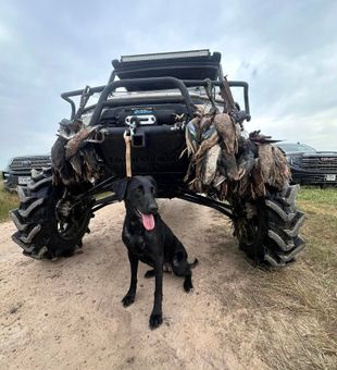 Successful waterfowl hunt in Matagorda with faithful retriever companion.
