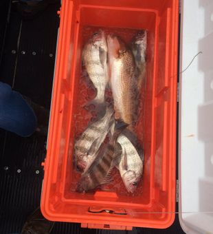 Black Drum and Redfish Bonanza