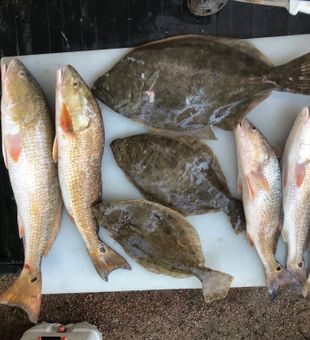 Fresh flounder and redfish straight from Galveston