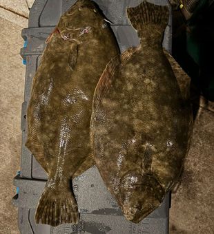 Flounder gigging fun in Galveston Bay