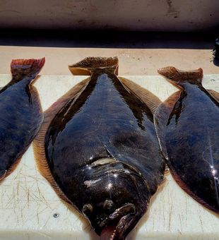 Halibut Stack - Atlantic, NJ.