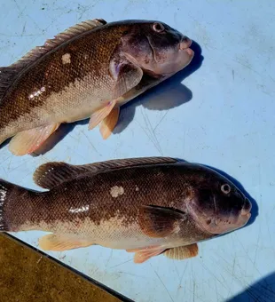 Double tautog success in Atlantic City waters!