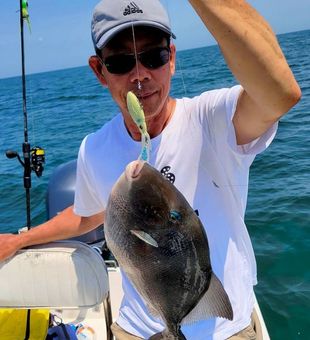 Trigger Fish Fresh from the Sea - Atlantic, NJ.