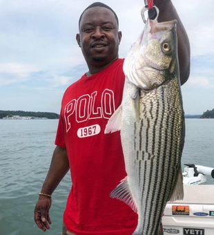 Rods bent, drag screaming—striper on!