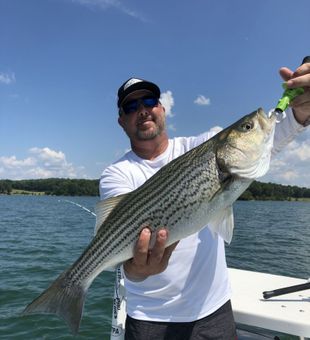 Lake Lanier striped bass never disappoint.