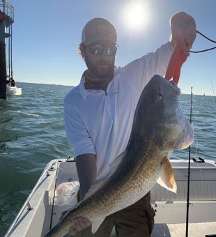 Red Fish Action in Galveston Bay.