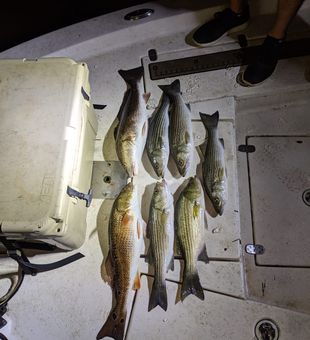 Night fishing