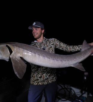Night sturgeon action on Lake St. Clair – land giant freshwater fish.