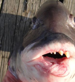 Urban Angling: NYC's Finest Fishing Spots Await