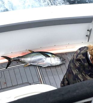 Trophy Fish Caught : Bluefin Tuna!