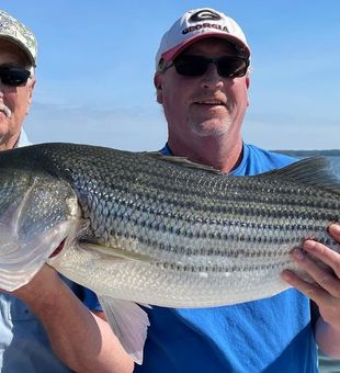 Striped Bass from Clarks Hill Lake