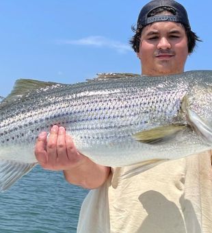 Striped Bass from Clarks Hill Lake
