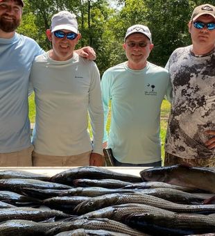 Striped Bass from Clarks Hill Lake