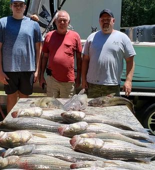 Striped Bass Georgia