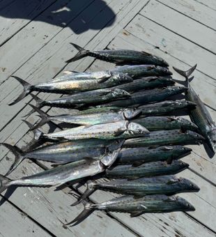 Spanish Mackerel haul from Carolina Beach