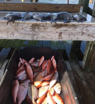 Alabama's Seafood Feast 