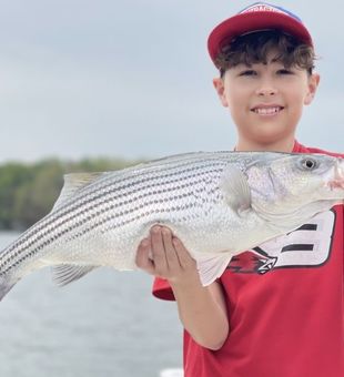 Chasing Striped Bass: Lake Lanier