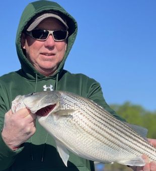 Lake Lanier's Striped Bass: Hooked!