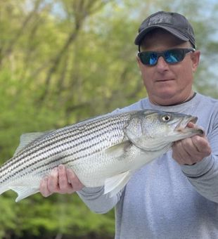 Lake Lanier's Trophy Striper Catch!