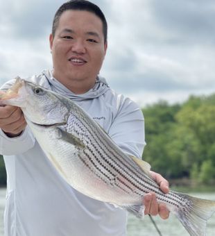 Lake Lanier's Striper: Fishing Thrills Await
