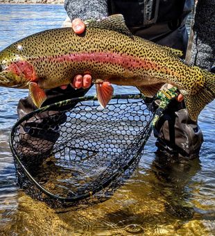 Wyoming's Prized Trout Catches