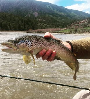 Trout Fishing Bliss in Wyoming