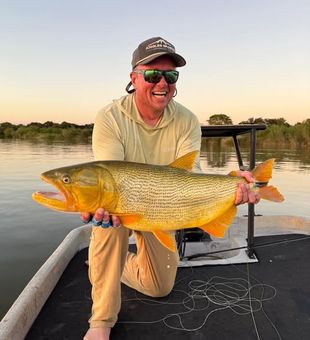 Golden Dorado reeled in - Longmont, CO.