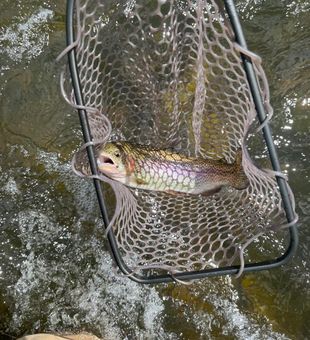 Vibrant Rainbow Trout catch on the river!