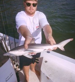Fishing For Shark In Tampa, FL