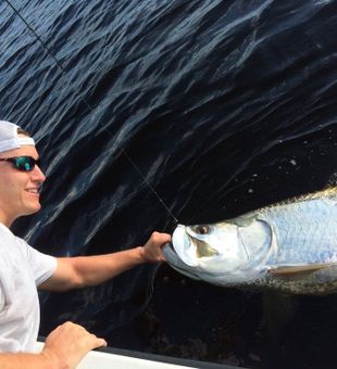 Tarpon Fishing In Tampa, Florida