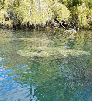 Dive into Crystal River Fishing Bliss