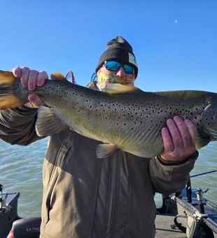 16 lb 8 ounce brown trout