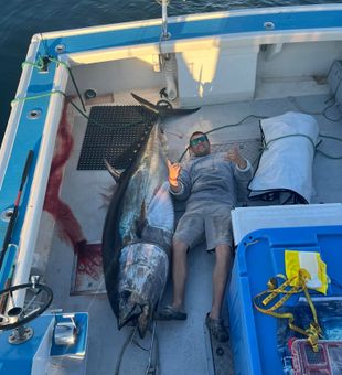 Large Tuna in Boothbay Harbor, ME