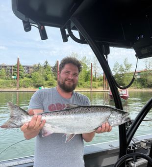 Beautiful Chinook salmon from Milwaukie OR waters!