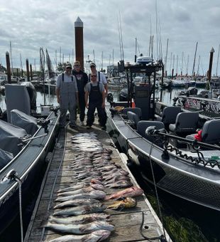 Coho salmon catch at Buoy 10