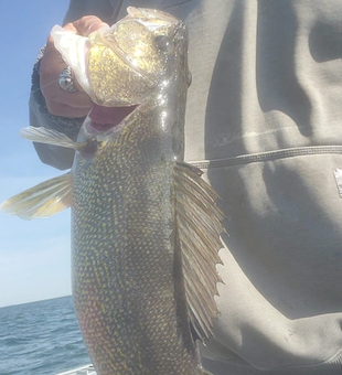 Beautiful Lake Minnetonka walleye caught on a perfect day!
