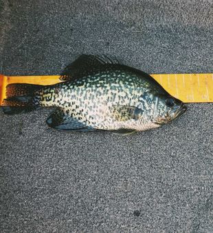 Nice crappie catch from Minneapolis waters!