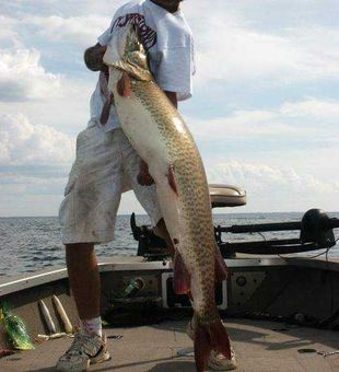 Monster Minneapolis muskellunge makes for an epic catch!