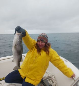 Striped Bass Hooked in Narragansett