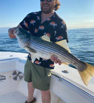 Striped bass haul off Cape Cod coast