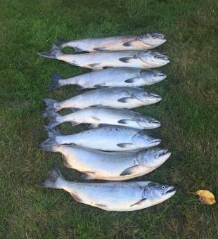 Epic Willamette River Salmon Run