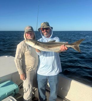 Cobia run delivering solid action offshore