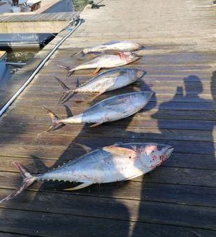 Fishing Charter in Wanchese. Tuna Trophies!